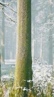 niebla en el bosque en un frío día nublado de invierno con la primera nevada video