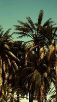 Underside of the coconuts tree with clear sky and shiny sun video