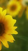 sunset landscape at sunflower field video