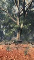 Dirt track through Angophora and eucalyptus forest video