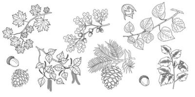 Set of branches with leaves. Maple, oak, linden, hazelnut, birch tree branch with leaves, pine cones vector