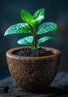 AI generated Young green plant in clay pot. A green plant in mortar on wood photo