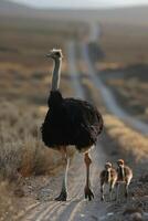 AI generated Ostrich and chicks walking on road photo