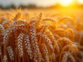 AI generated Wheat field on the background of the setting sun photo