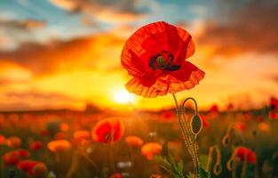 AI generated Red poppy field. A red poppies in the field in evening light photo