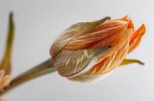 AI generated A flower bud. Closeup of the back of an open marigold bud photo