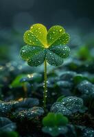 AI generated Green four leaf clover with dew drops and dark background photo