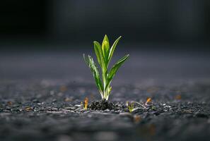 AI generated Small green plant sprouts from the asphalt concept of the beginning of new life photo
