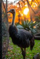 AI generated Ostrich standing in the grass at sunset photo