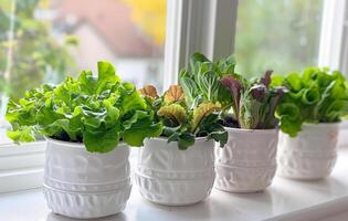 AI generated Fresh green salad and herbs growing in pots on windowsill photo