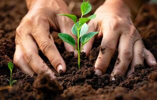 AI generated Hands planting small green plant in the soil photo