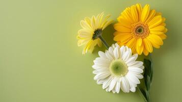 AI generated Three yellow and white gerbera flowers on green background photo
