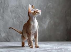 ai generado hermosa joven devon rex gato es en pie en gris antecedentes y mirando arriba. foto