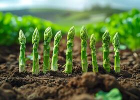 AI generated Young green asparagus shoots growing up from the ground photo