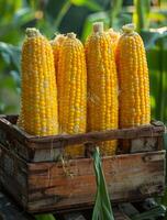 AI generated Corn in wooden box. A four ears of corn are shown in small wooden basket photo
