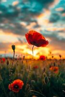 AI generated Red poppies in the field in evening light. A beautiful nature background at sunset photo