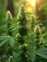 AI generated Beautiful outdoor cannabis hemp plant growing in the sunshine photo