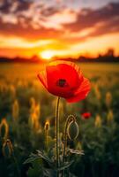 AI generated Poppy flower. Poppy field at sunset and sun in the sky photo