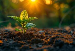 ai generado joven planta creciente en el suelo con verde y amarillo ligero y Mañana luz de sol foto