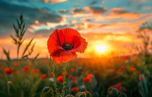 ai generado rojo amapola en el campo a puesta de sol foto