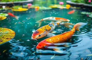 AI generated Koi fish in the pond. Majestic koi fish gracefully swimming in a clear pond photo