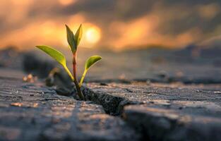 AI generated Small plant grows from crack in the asphalt against the setting sun photo