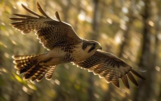 ai generado en el dorado ligero de oscuridad, un halcón peregrino halcón se eleva con extendido alas foto
