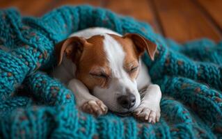 AI generated Close up of a peaceful Jack Russell Terrier sleeping soundly, curled up in a cozy teal knitted blanket photo