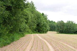 Rural field with fresh crops and forest edge. photo