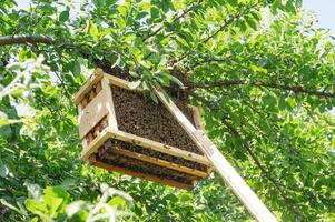 Bee swarm on wooden frame hanging in a tree. photo