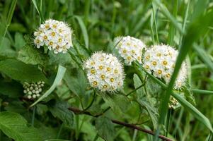 White spirea flowers in bloom. photo