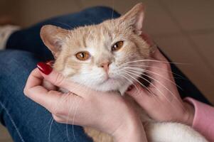 A cute red cat lies in the hands of the hostess, stroking a cat with a long mustache, top view photo