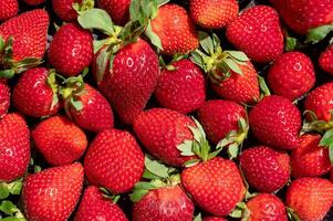 Red strawberries. Fresh organic macro berries. Fruit background photo