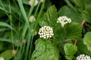 White Lantana Camara Cluster photo