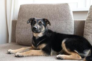 Black and tan dog lying on a couch indoors. photo