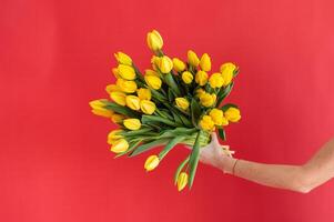 Bright yellow tulips bouquet held by hand with red background. photo