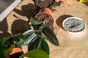 A pot of ficus lies indoors on a table, to transplant houseplants. Fertilizers in pellets at home photo