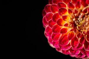 Macro shot of a red dahlia flower with water droplets. photo