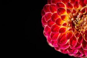 macro Disparo de un rojo dalia flor con agua gotas. foto