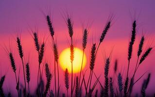 ai generado trigo campo puesta de sol silueta foto