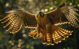 ai generado en el dorado ligero de oscuridad, un halcón peregrino halcón se eleva con extendido alas foto