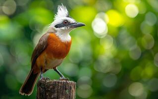 AI generated A striking White crested Laughingthrush perched on a tree stump photo
