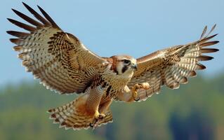 AI generated A powerful falcon ascends with precision, clutching its fresh catch photo