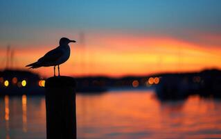 ai generado Gaviota a puesta de sol por el puerto foto