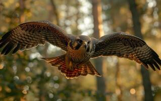 ai generado en el dorado ligero de oscuridad, un halcón peregrino halcón se eleva con extendido alas foto