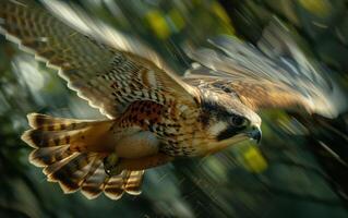 ai generado en el dorado ligero de oscuridad, un halcón peregrino halcón se eleva con extendido alas foto