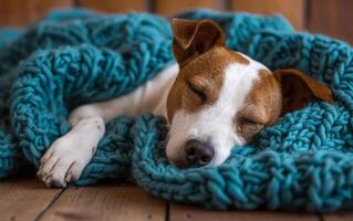 ai generado cerca arriba de un pacífico Jack Russell terrier dormido sólidamente, rizado arriba en un acogedor verde azulado de punto cobija foto