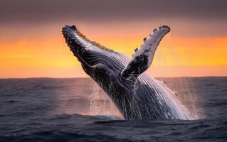 ai generado un asombroso monitor de un jorobado ballena incumplimiento el Oceano superficie con un dramático puesta de sol foto