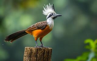 AI generated A striking White crested Laughingthrush perched on a tree stump photo