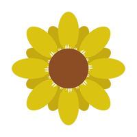 Sunflower illustrated and colored vector